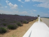 Lavendel